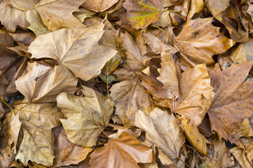 Crispy dry brown autumn leaves background