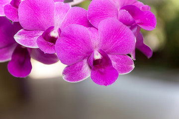Fototapeta na wymiar Violet Orchid flowers