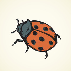Ladybug. Vector drawing