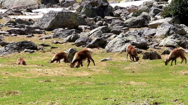 Troupeau isard, isard des Pyr&eacute;n&eacute;es en plein repas