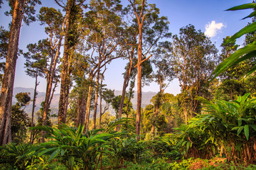 Fototapeta premium Plantations of cardamom in the highlands.