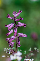 Wild spring purple flower plant Fumitories Fumaria