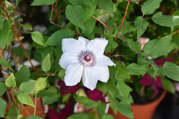 Clématite blanche au printemps au jardin