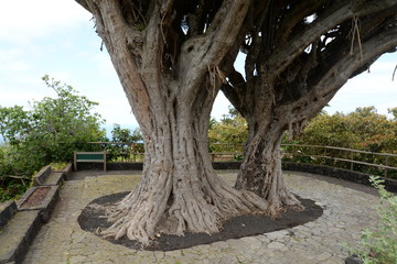 Drachenbaum auf La Palma