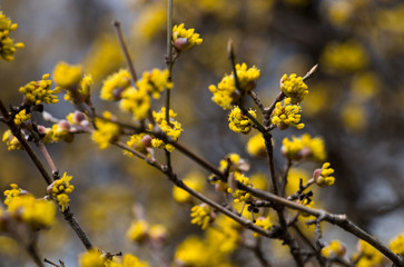 European cornel tree with yellow flowers close-up and beautiful blurred background
