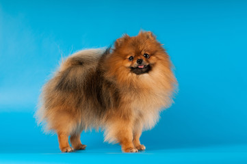 Pomeranian spitz portrait at studio