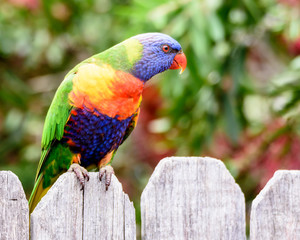 Rainbow Lorikeet on the fence
