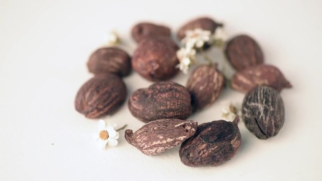 close up of shea butter nuts on rotating table