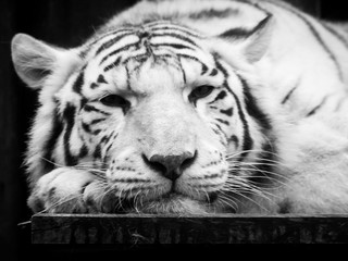 Cute and lazy white tiger lying on the desk on its paw. Wild animal portrait. Black and white image.