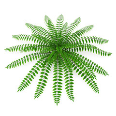 Fern isolated on white. 3D illustration