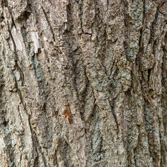 Bark of old deciduous tree. Natural background. Texture.