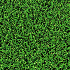 Fototapeta na wymiar Saint Augustine Warm Season Grass on white. 3D illustration