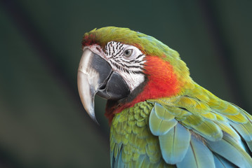 Close up macaw