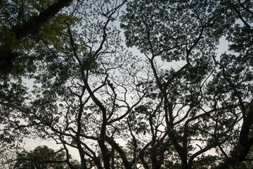 tree silhouette blue sky