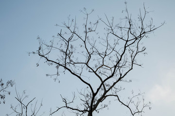 Fototapeta na wymiar tree silhouette blue sky