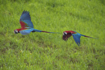 Red and green macaw flying 