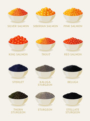 Set of red and black caviar. Sea food illustrations on white background