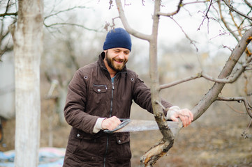 The young bearded man saws dry branches of fruit trees.