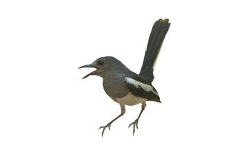 Oriental Magpie Robin isolated on white background