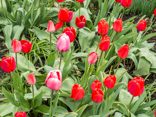 Tulpenbeet im Regen