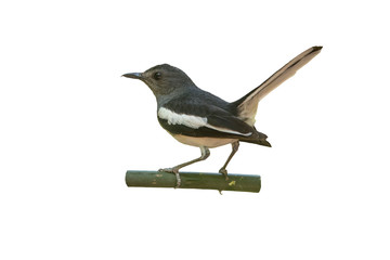 Oriental Magpie Robin isolated on white background
