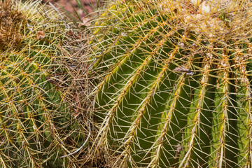Cactus close up view