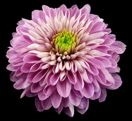 pink-violet flower chrysanthemum, black isolated background with clipping path.  Closeup. no...