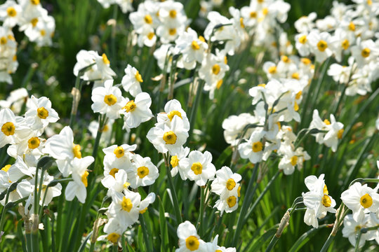 Narcisses blanc et jaune au printemps au jardin