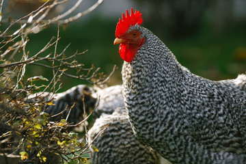 Rooster and hens in the autumn garden.
