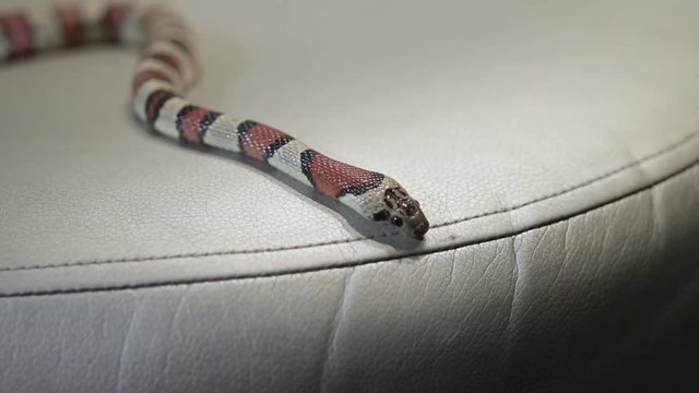 snake crawling on the sofa