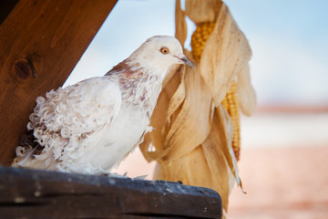 pigeon