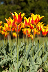 Beautiful spring background with yellow and red lily-flowering Firework tulips