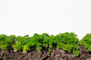 Curly parsley in the vegetable garden isolated on white.