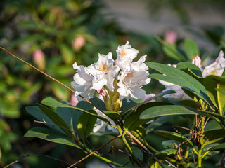 Rhododendronblüte