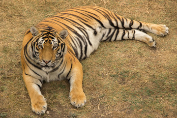 A large tiger lies and rests in the park on dried grass during the day