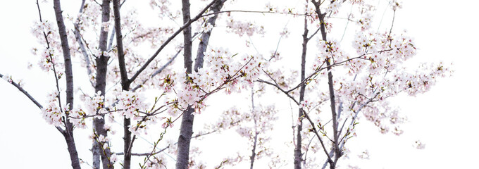 Cherryblossom