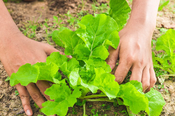 fresh lettuce in gardening, man's hands picking  lettuce