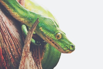 close up head of green snake