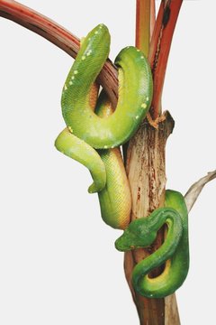 green snake on wood