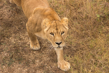 An adult lioness stands by a watering place on dried grass