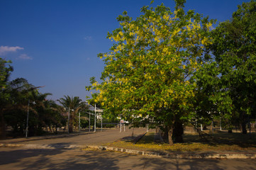 Golden shower tree on blooming