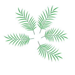 Palm leaf set vector isolated illustration