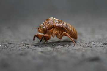 cicada's shell