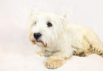 West Highland White Terrier lies looking at white background close-up