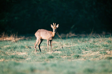 Roebuck standing in field in morning sunlight picking up sound.