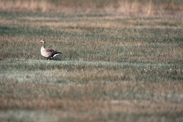 Greylag goose standing in meadow. Lit by sunlight.