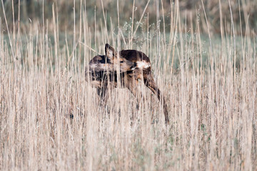 Roebuck standing between reed washing fur.