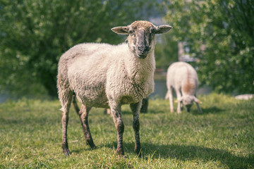 Close-up of a cute little sheep