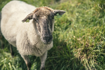 Fototapeta premium Close-up of a cute little sheep