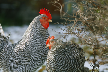 Rooster and chicken on a background of the first snow.